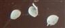  Seeds